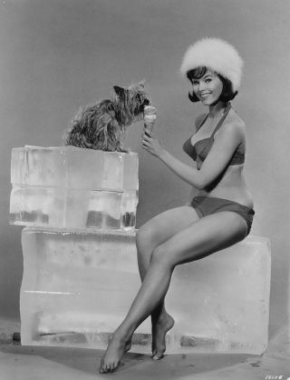 1964 Yvonne Craig Barefoot Pin - Up Girl Photograph Bikini Bathing Beauty 2