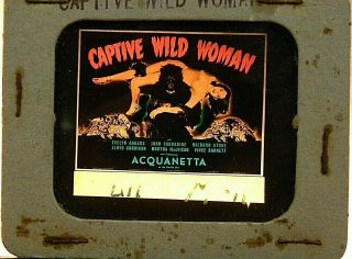 " Captive Wild Woman ",  1943 Color Glass Slide