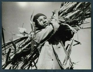 Peasant Under The Sun Cuba Sugar Cane Harvest 1960s Alberto Korda Vtg Photo Y57