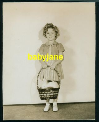 Shirley Temple Vintage 7x9 Photo 1935 Holding Easter Basket W/ Rabbit