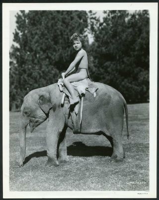 Johnny Sheffield On Elephant Vtg 1939 Mgm Photo " Tarzan Finds A Son "