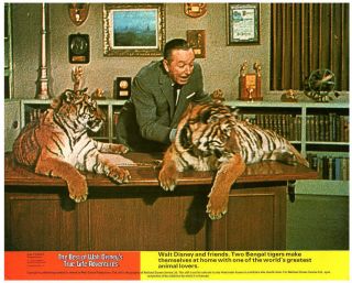 Best Of Walt Disney True Life Adventures Lobby Card Bengal Tigers