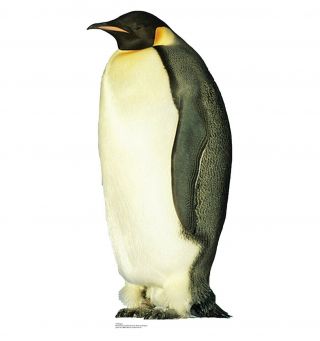 Penguin - Cardboard Cutout 710