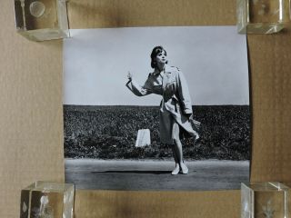 Elsa Martinelli Hitchhiking Orig Leggy Portrait Photo 1959 Ciao,  Ciao,  Bambina