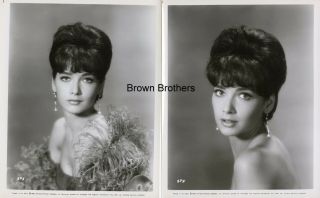 Vintage 1960s Hollywood Glamour Suzanne Pleshette Feathered Formal Photos (2) Bb