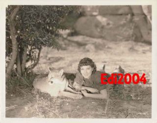 Jean Parker Vintage Cougar Wildlife Photo " Sequoia " 1934 Film
