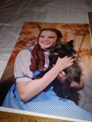 Vintage 10 " X8 " Judy Garland Toto The Wizard Of Oz Photo Postcard 1995