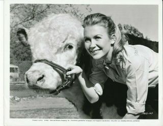 Juliet Mills & Cow Candid Universal Studio Set Vintage Rare Breed Photo
