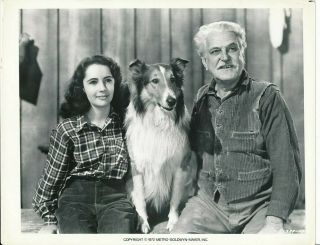 Elizabeth Taylor Frank Morgan Vintage Courage Of Lassie Portrait Photo