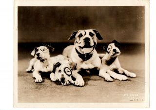 Pete The Pup & Babies Hal Roach 