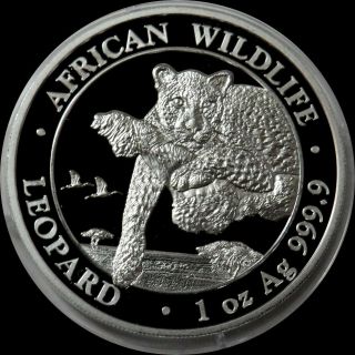 2020 Silver Somali 100 Shillings Leopard African Wildlife 1 Oz Coin In Capsule