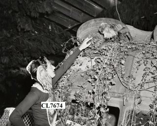 Salvador Dali Planted Atop A Wrecked Car In A " Forest " At A Party Photo
