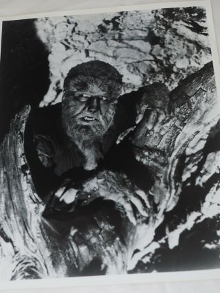 Claude Rains,  Lon Chaney Jr.  " The Wolfman " 1941 B&w Photo 8 " X 10 "
