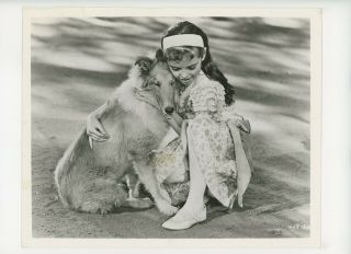 Lad A Dog Movie Still 8x10 Angela Cartwright,  Tiny Rip 1962 19571