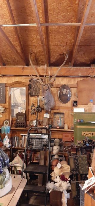 Vintage Taxidermy Shoulder Mounted Woodland Caribou Cassiar Mountains B.  C.  1962