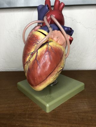 Somso Anatomical Human Heart Model Vintage 1960s Sculpture