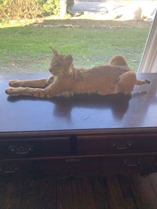 Vintage Bobcat Taxidermy Mount Laying Mount Piece 32 Inches Long