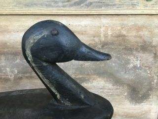 Antique vintage old wooden Early Folky Pintail Drake duck decoy 3