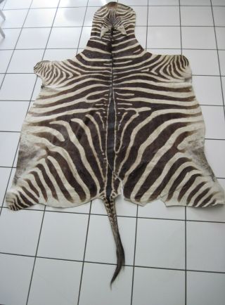 Vintage Collectible Zebra Skin Hide Rug Mount Large In Size