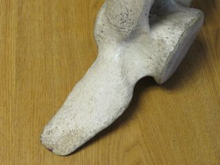Vintage Whale Vertebrae Bone,  Fossil,  Skeleton 6