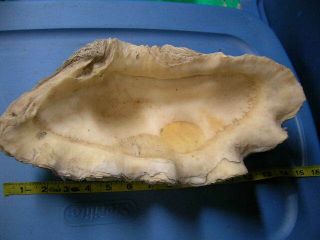 Real Vintage Giant Clam Tridacna Gigas Sea Shell Shells Ocean Decor