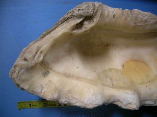 REAL Vintage Giant Clam Tridacna Gigas Sea Shell shells ocean decor 2