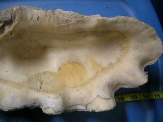 REAL Vintage Giant Clam Tridacna Gigas Sea Shell shells ocean decor 3