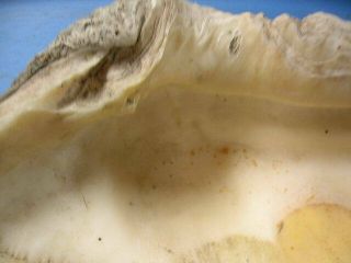 REAL Vintage Giant Clam Tridacna Gigas Sea Shell shells ocean decor 4