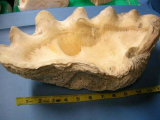 REAL Vintage Giant Clam Tridacna Gigas Sea Shell shells ocean decor 6