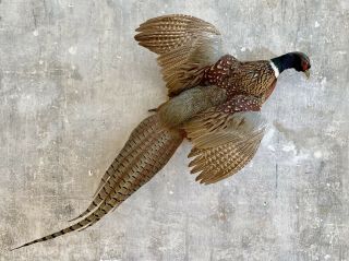 Vintage Ring Necked Pheasant Taxidermy In Flight Wall Mount