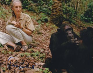 Jane Goodall Signed Autograph Chimpanzees 8x10 Photo Exact Proof