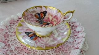 Rare Butterfly In Chrysanthemum,  Aynsley Cup And Saucer