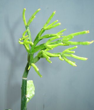 Schlumbergera Microsphaerica Christmas Cactus Rare - 01