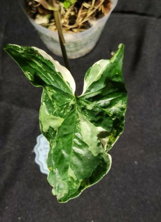 Syngonium albo varigated 7,  not monstera,  or philodendron,  rare,  aroid 2