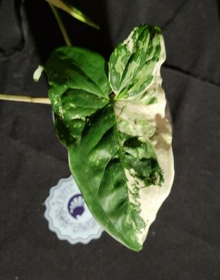Syngonium albo varigated 7,  not monstera,  or philodendron,  rare,  aroid 3