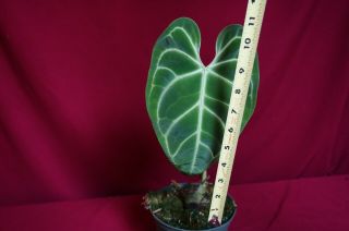 Anthurium Regale Rare Velvet Aroid Plant Philodendron Monstera 2