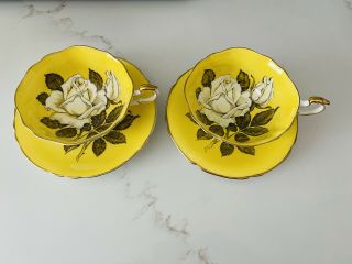 Rare Paragon Yellow White Cabbage Rose Tea Cup & Saucer