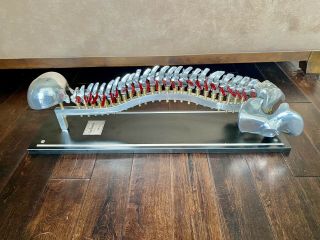 Chiropractic Dr Fleets Spinal Demonstrator Model 9 Rare