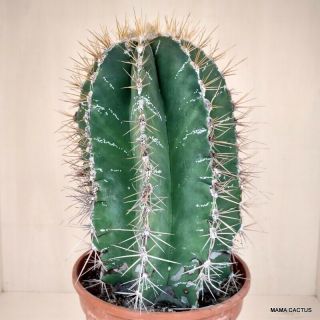 Rare Astrophytum Ornatum Very Old Pot 20 Cm Mama Cactus