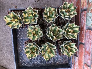 Agave Titanota ‘snaggle Tooth’ Rare Variegated Succulent X10 Plants