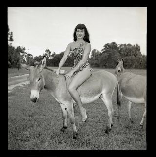 Rare Bettie Page On Donkey 