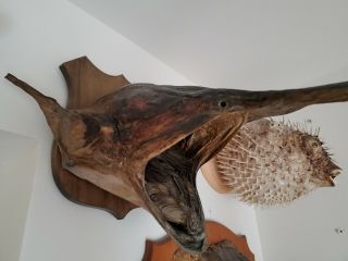 Rare Real Paddle Fish Skin Head Mount/taxidermy/catfish/shark/bass/cuda