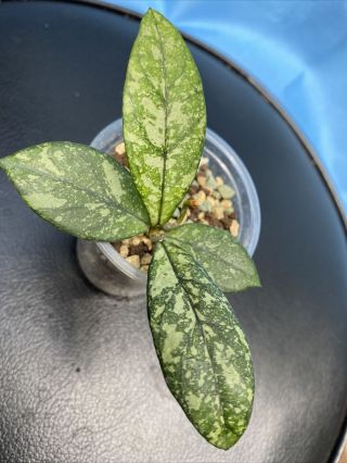 Rare Hoya Crassipetiolata Splash,  Rooted Plant With Growth