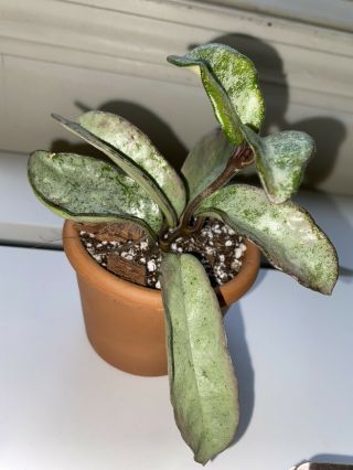 Hoya Carnosa Grey Ghost 4 Nodes 7 Leaves Rare Fully Rooted Shipped In 3 " Pot.