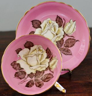 Rare Paragon Pink White Cabbage Rose Tea Cup & Saucer