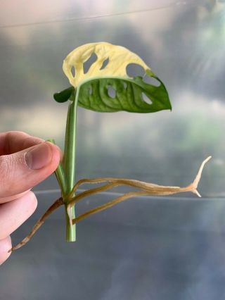 Monstera adansonii variegata - RARE 6