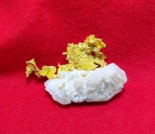 14.  6 Grams Rare Natural Crystallized Gold - In - Quartz Specimen.