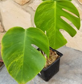Variegated Aurea - Yellow Monstera Deliciosa Fully Rooted And Growing Rare
