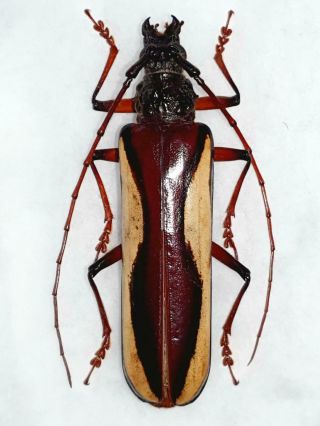 Very Rare Cerambycidae Macrambyx Suturalis Female Huge 67mm,  French Guiana