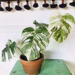 Rare Variegated Monstera Deliciosa Albo Live Fully Rooted Plant
